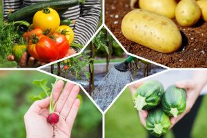 Фунгіциди та інсектициди: фундаментальні відмінності, класифікація та принципи синергії